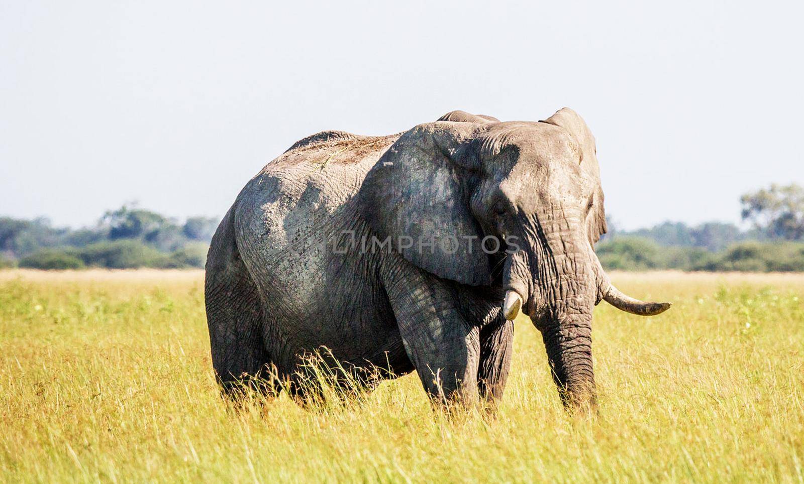 Beautiful Elephant  in national park
