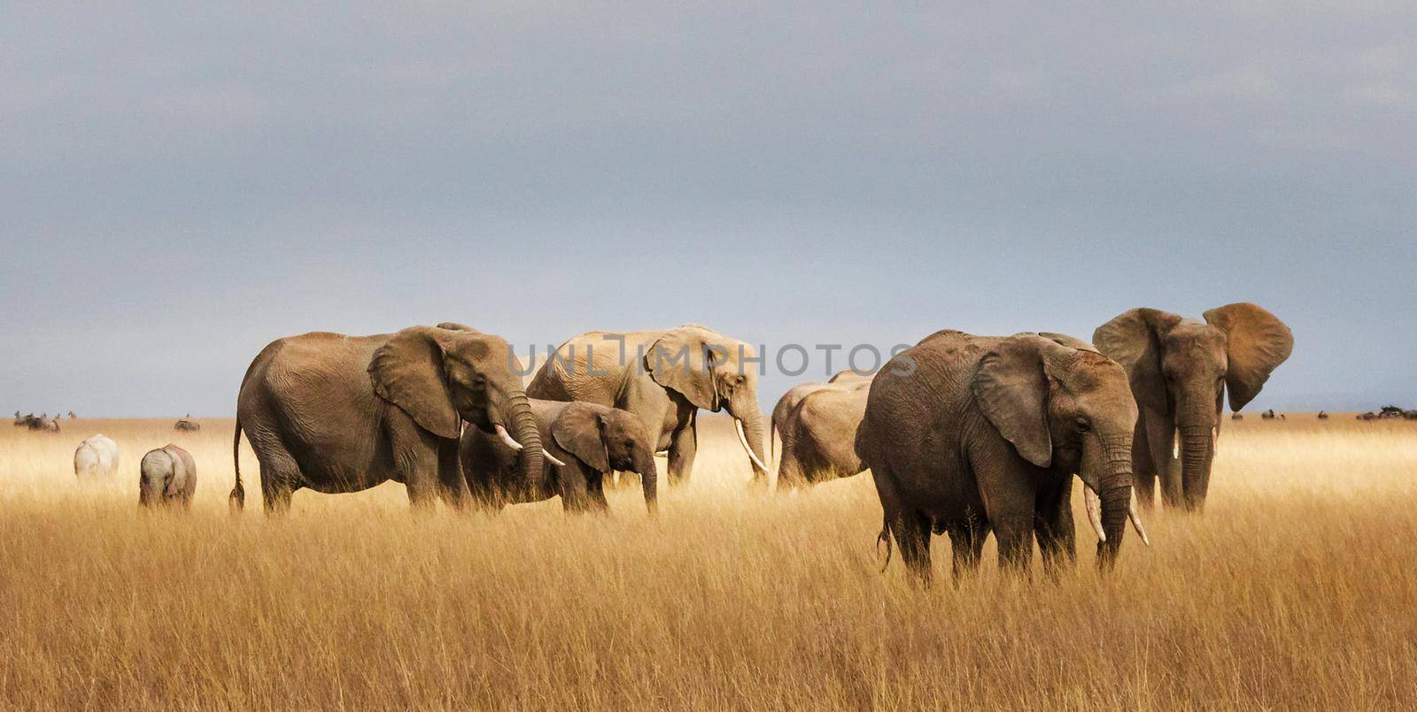 Beautiful Elephant  in national park