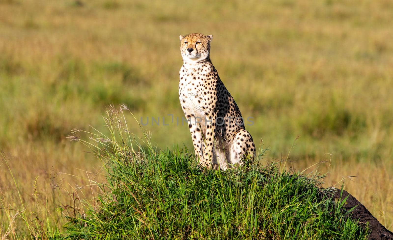 Beautiful cheetah in Wildlife