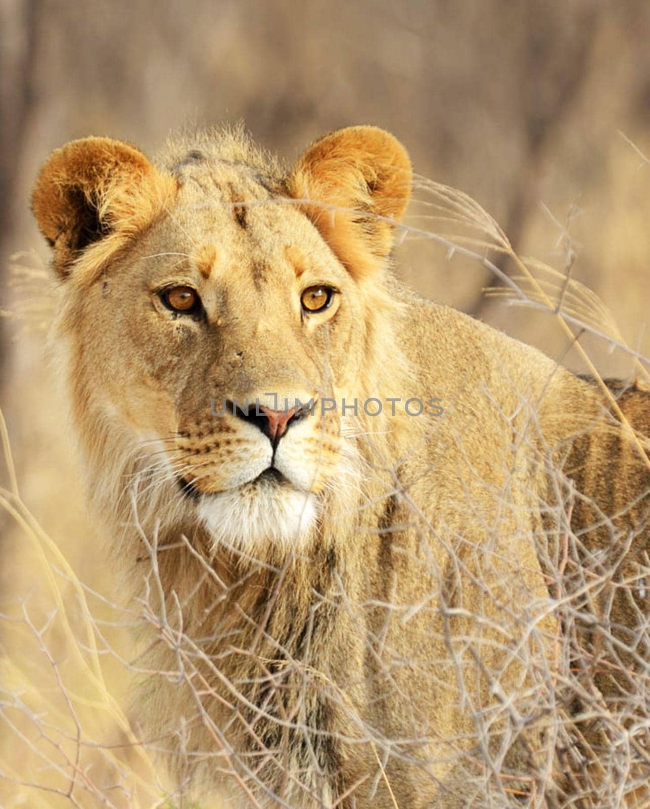 Beautiful lioness in the nature