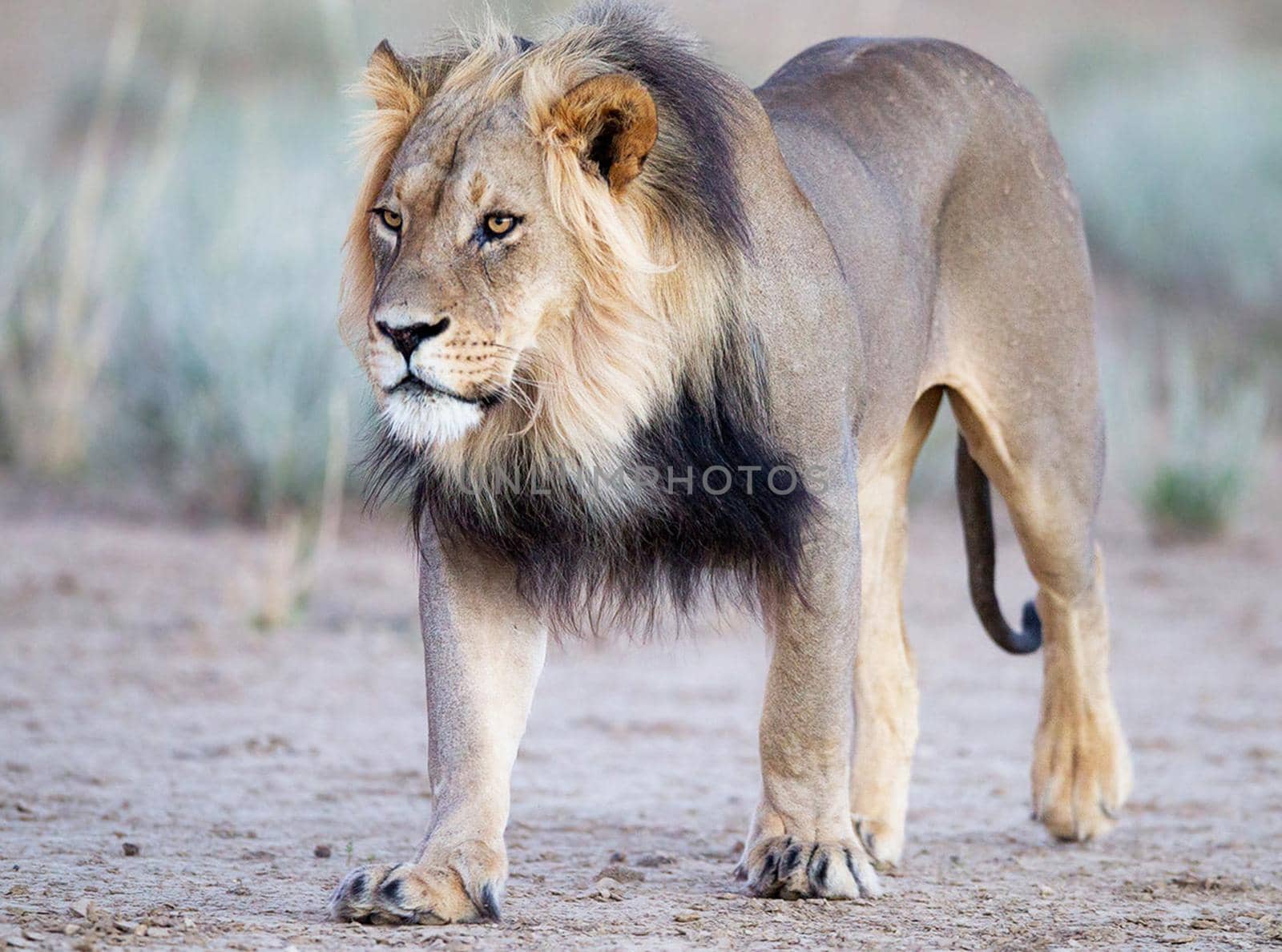 Beautiful lion in the nature
