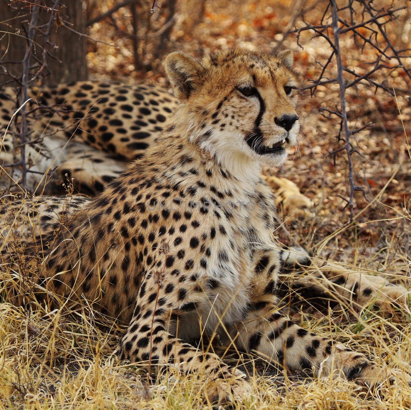 Beautiful cheetah in Wildlife