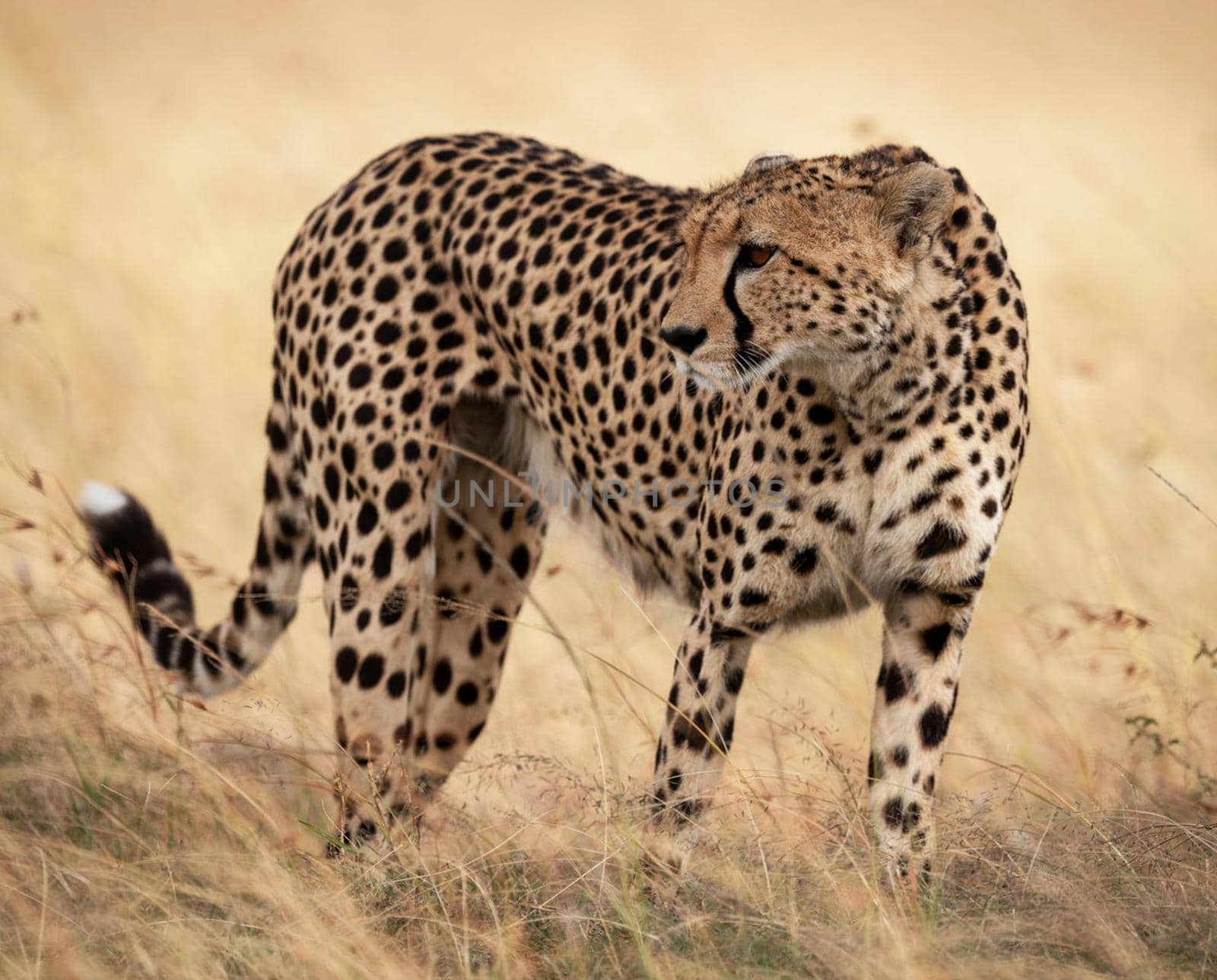 Beautiful cheetah in Wildlife