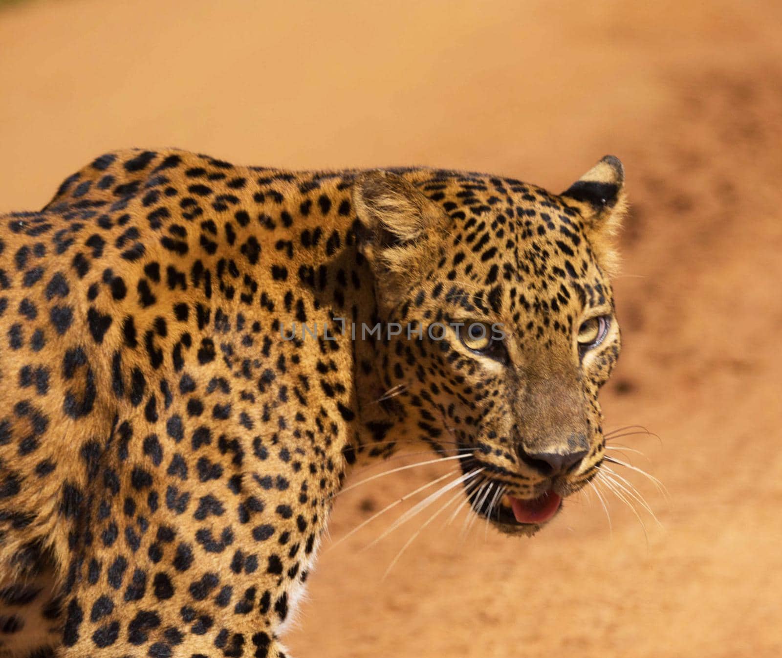 Beautiful portrait of a leopard