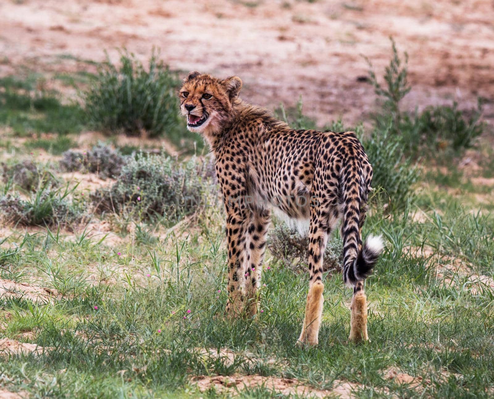 Beautiful cheetah in Wildlife