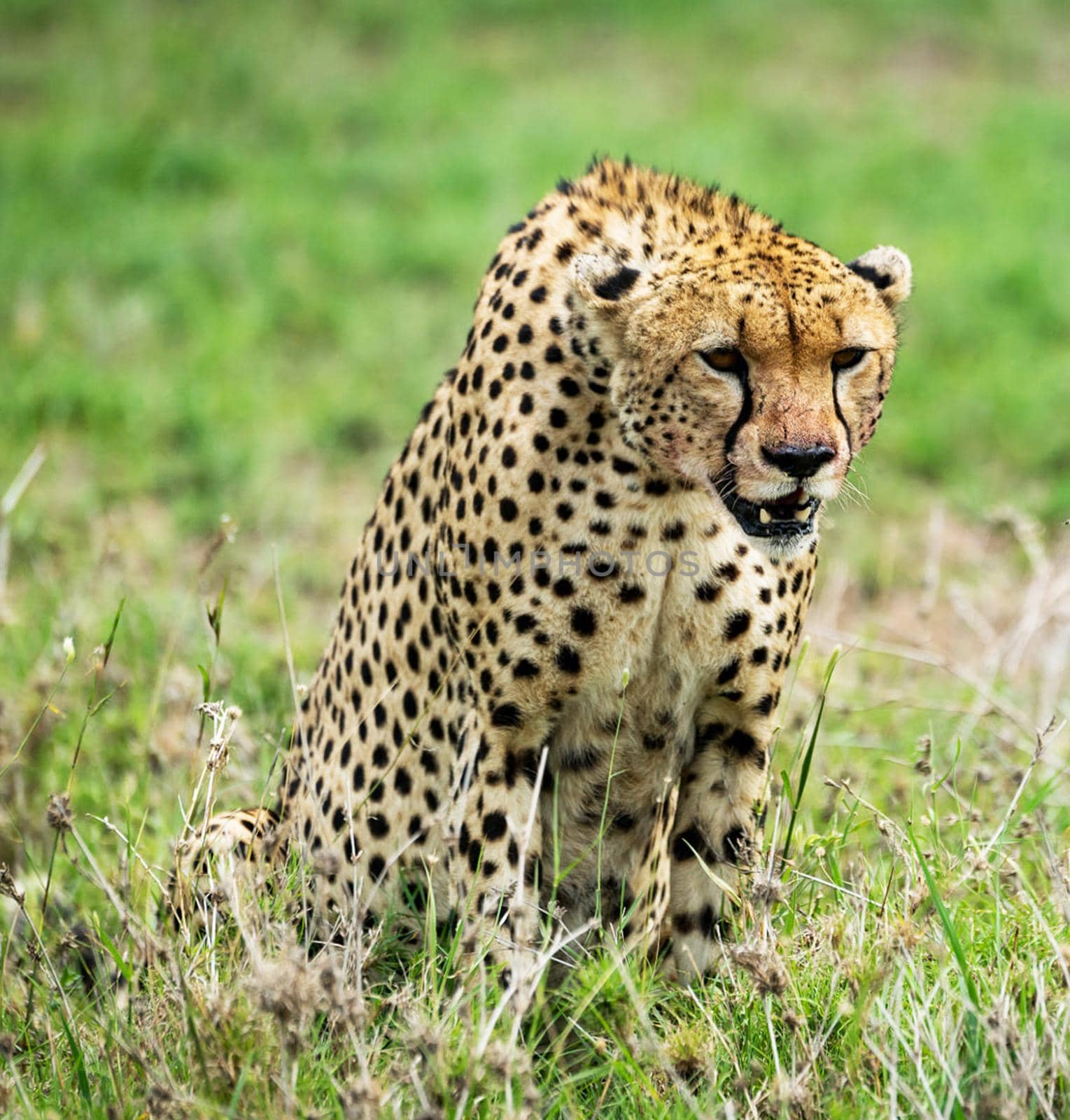 Beautiful cheetah in Wildlife