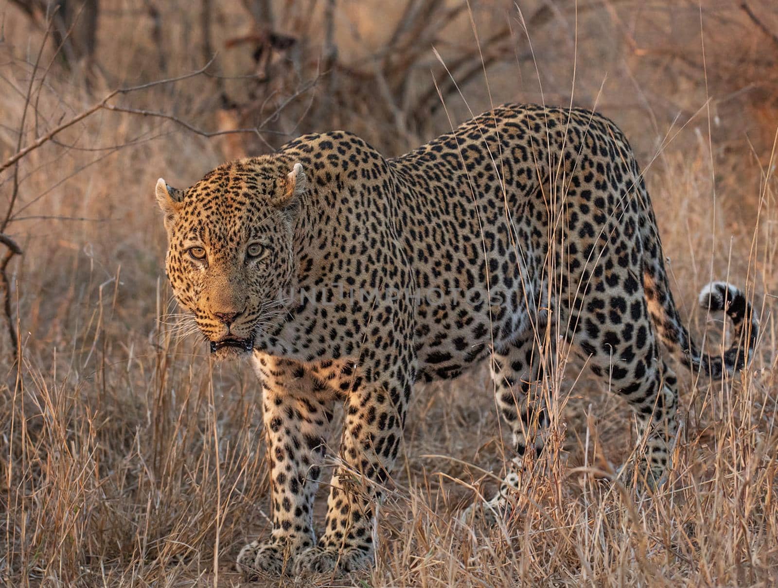 Beautiful portrait of a leopard