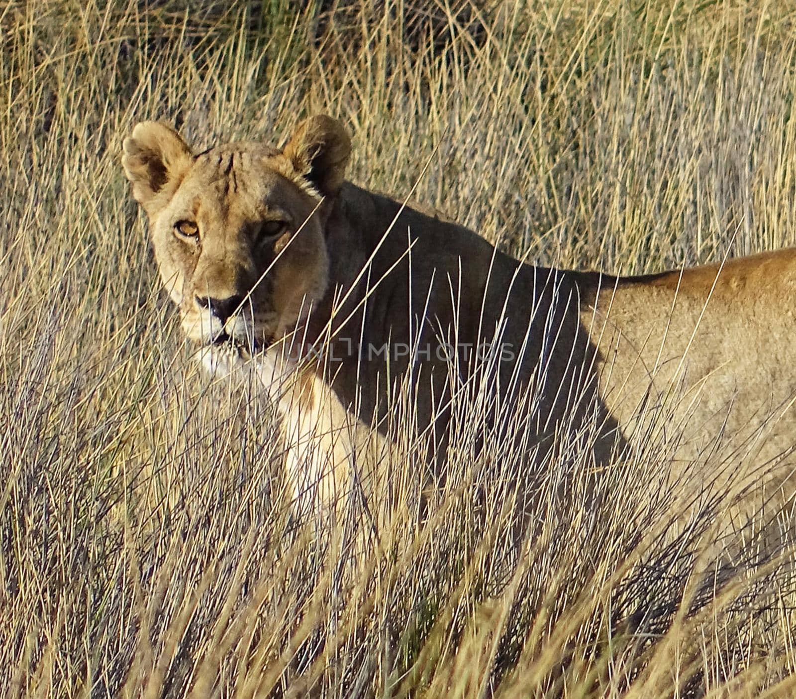 Beautiful lioness in the nature
