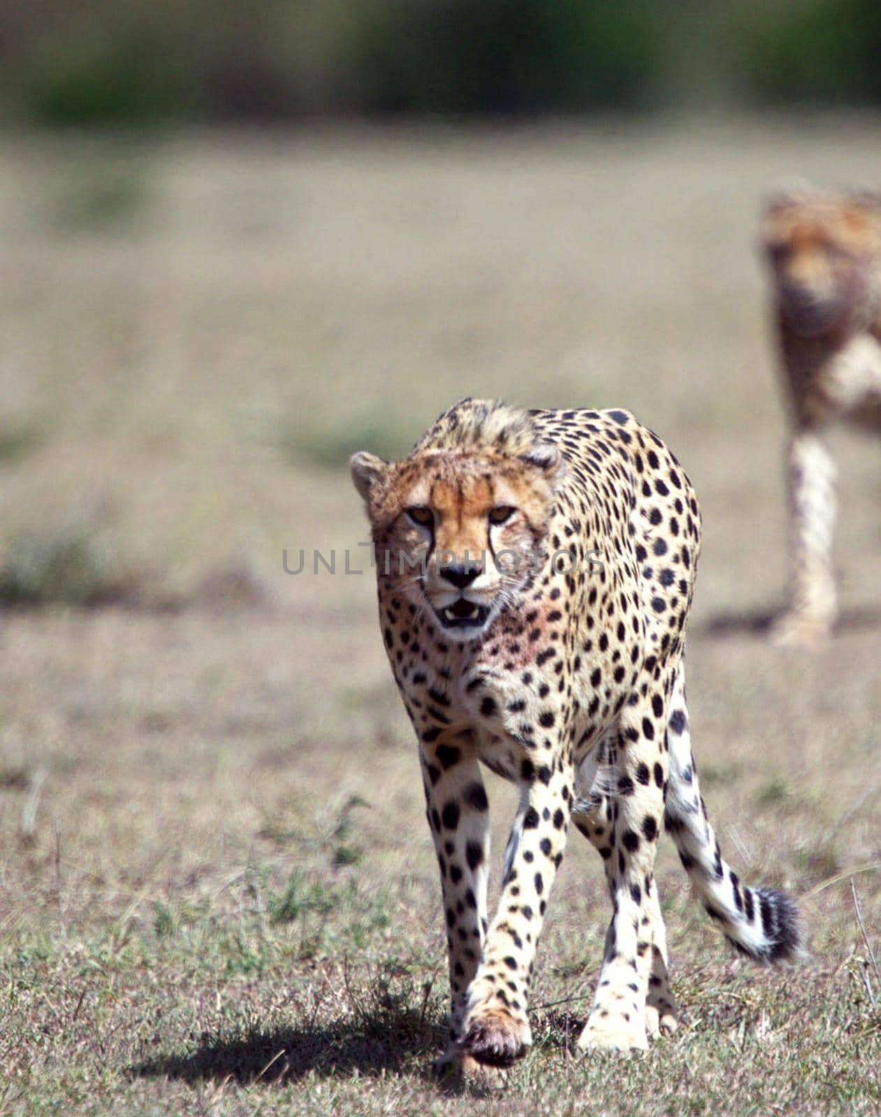 Beautiful cheetah in Wildlife