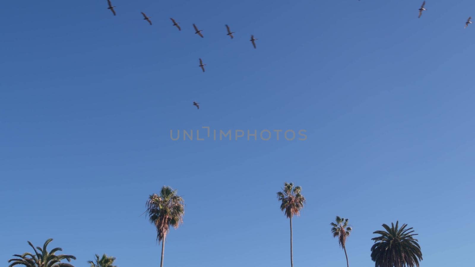 Flock of wild brown pelican flying, blue sky, palm trees by beach, California coast wildlife, USA summertime aesthetic. Many pelecanus soaring, flight above ocean in freedom. Birds wingspan, palmtrees