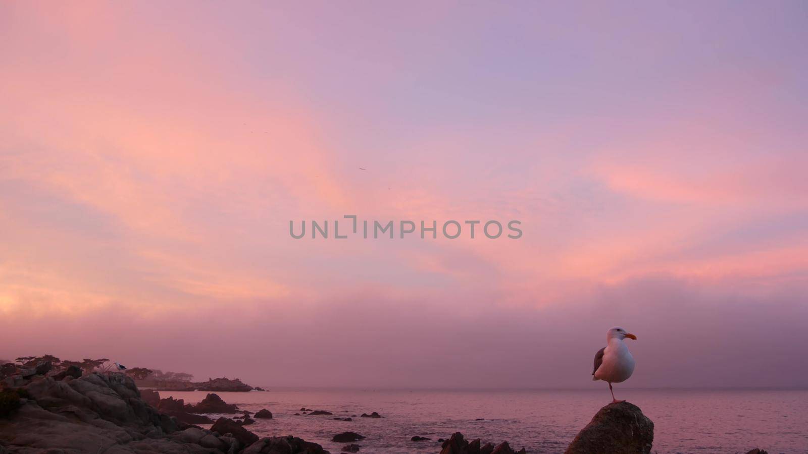 Rocky craggy ocean beach, Monterey, pink sunset sky, California coast. Seagull. by DogoraSun