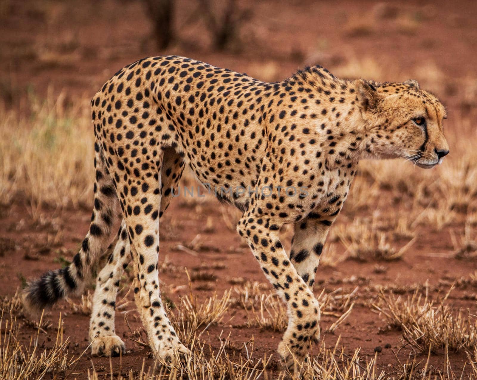 Beautiful cheetah in Wildlife