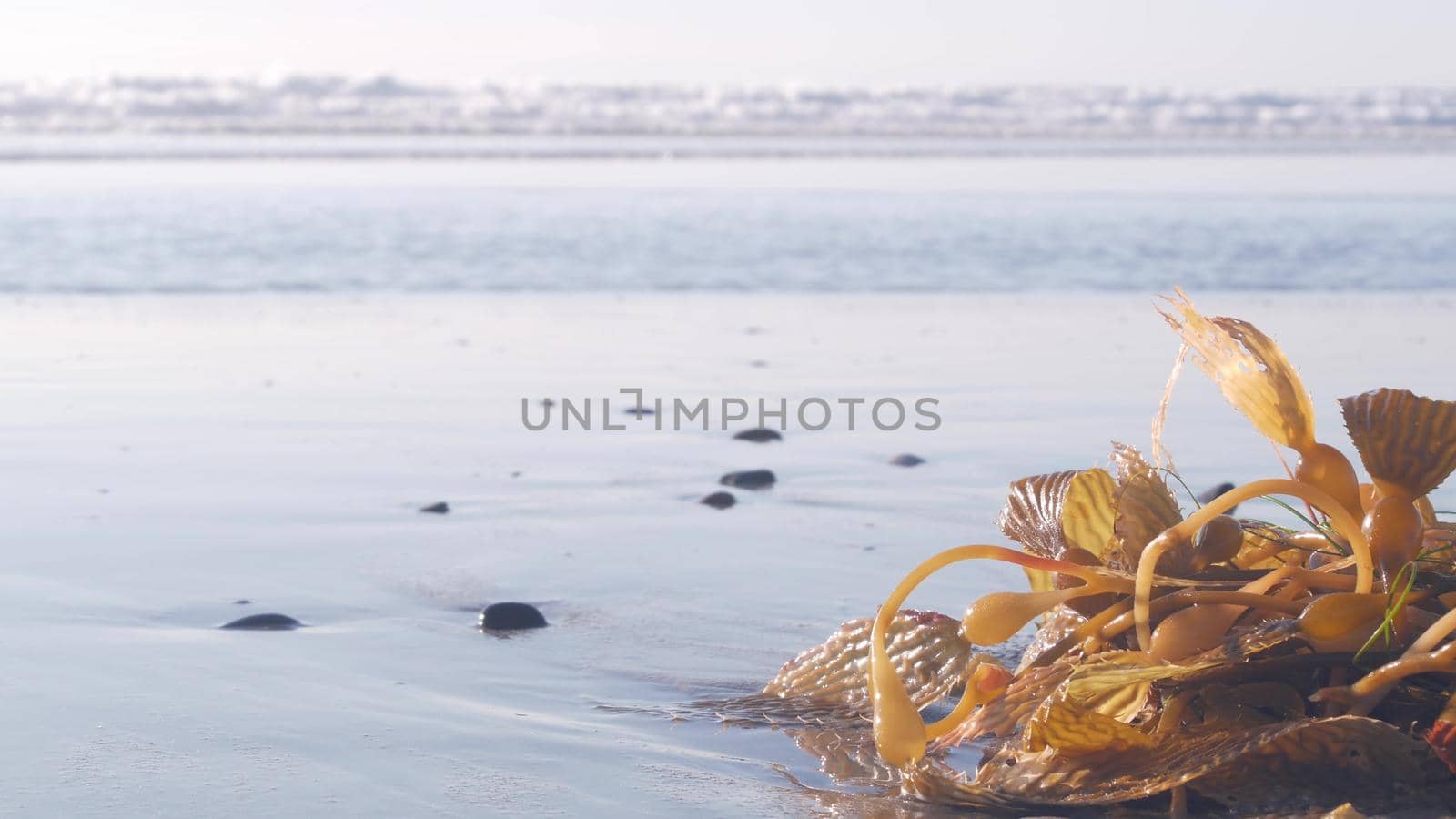 Green kelp seaweed on beach littoral sand, California ocean coast nature, USA. Wet brown algae by sea water waves, low angle close up view. Pacific shore calm aesthetic. Seamless looped cinemagraph.