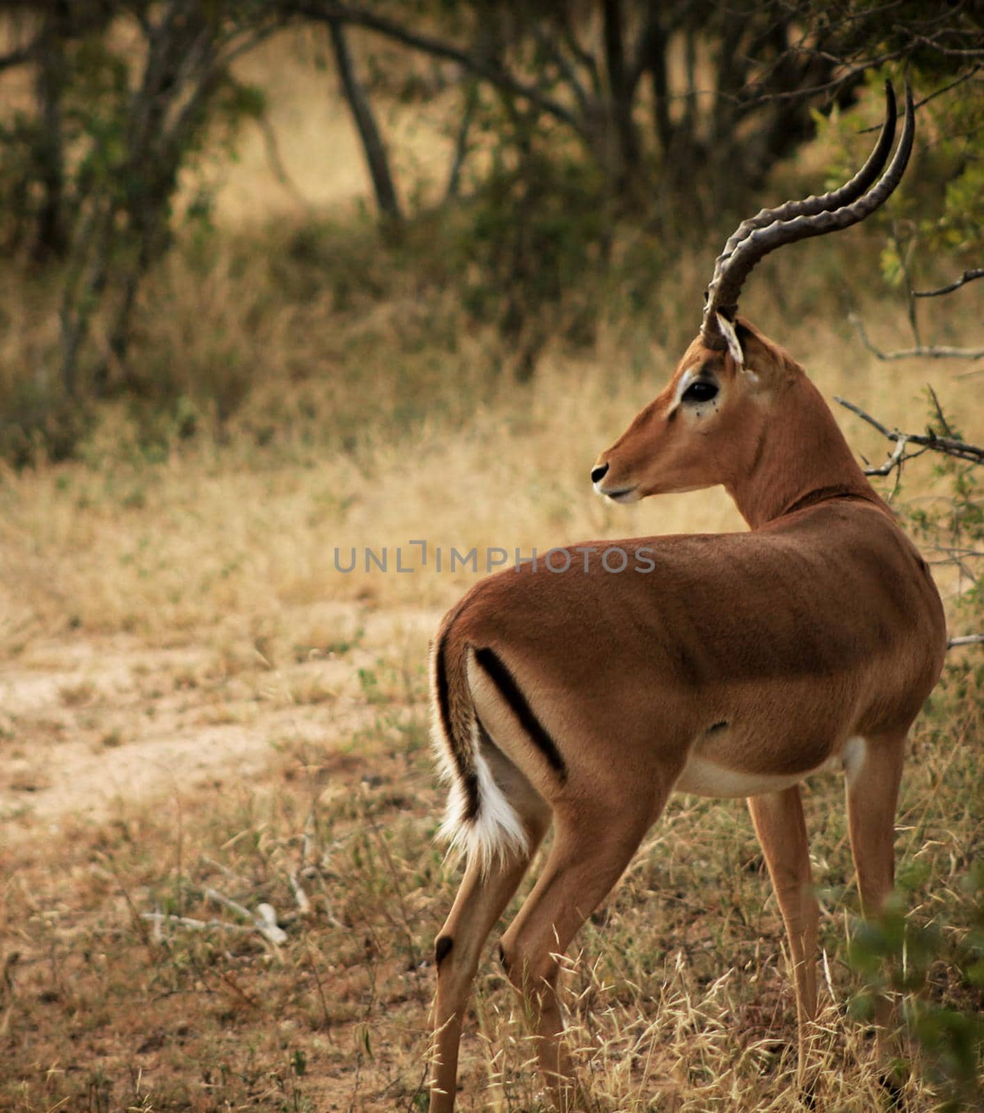 Beautiful Wild animal  in the nature