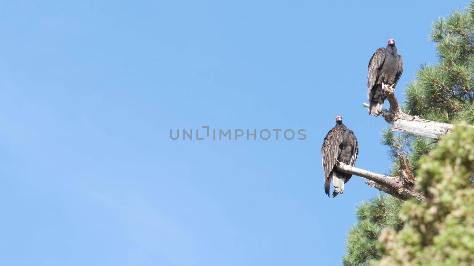 Turkey vulture, scavenger buzzard birds waiting hunting. California wildlife USA by DogoraSun