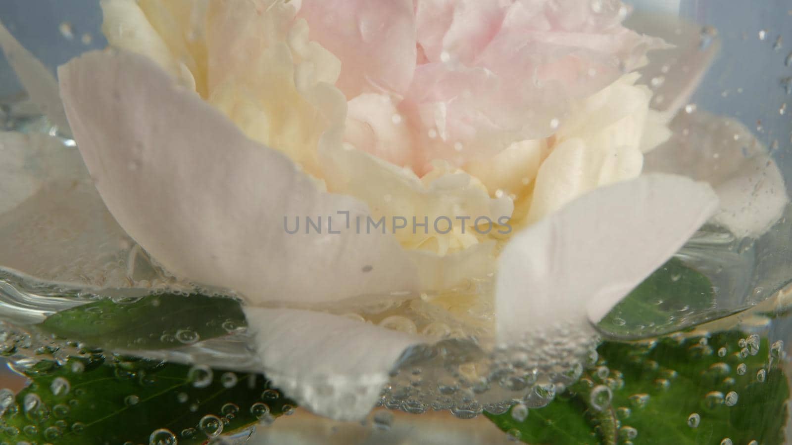 Peony flower bloom, floral blossom, paeony bud in water, spring botanical flora. by DogoraSun