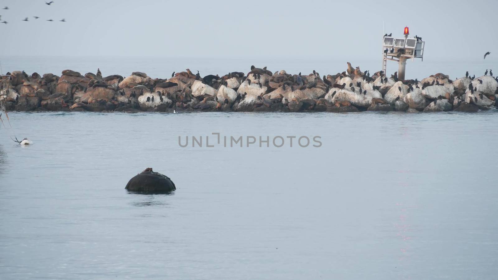 Sea lion or seal rookery on breakwater sleeping after sunset, Monterey wildlife, California coast fauna, USA. Many wild marine animals, colony or herd resting. Double-crested cormorant birds flock.