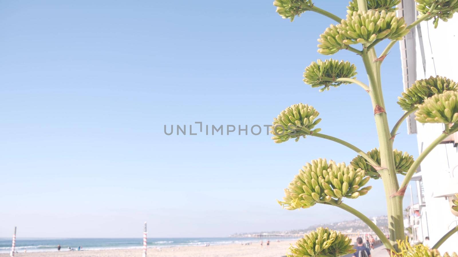 Yellow agave flower bloom, people walking by ocean beach, California coast USA. by DogoraSun