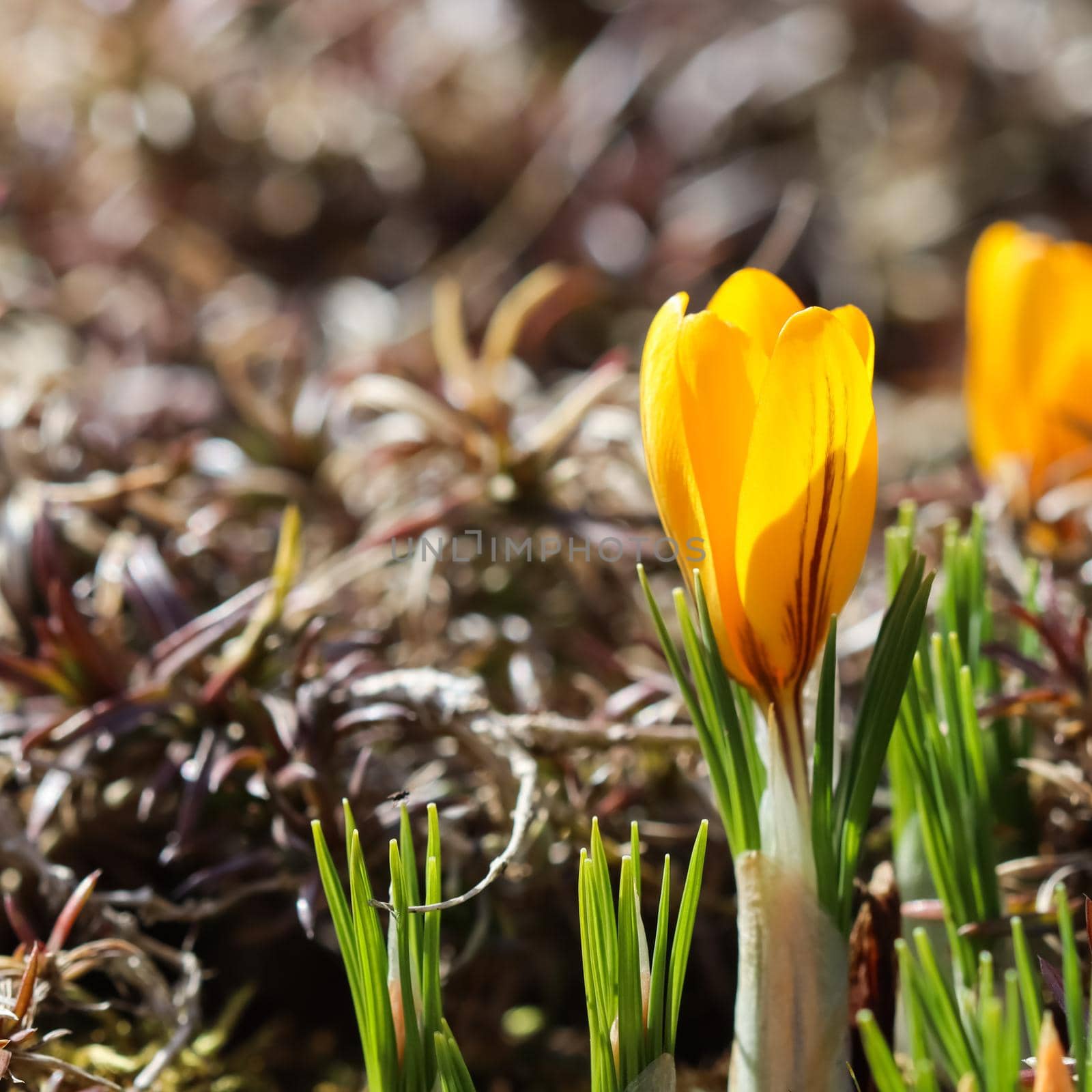 Spring is coming. The first yellow crocuses in my garden on a sunny day