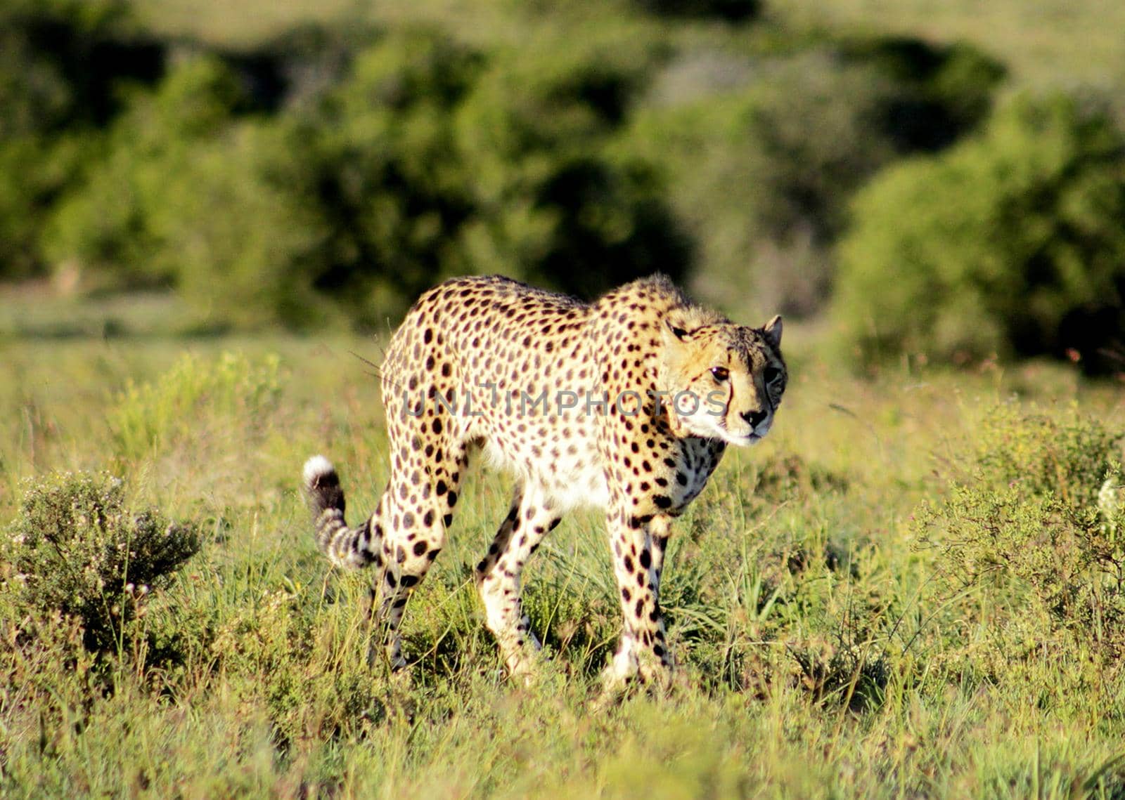 Beautiful cheetah in Wildlife