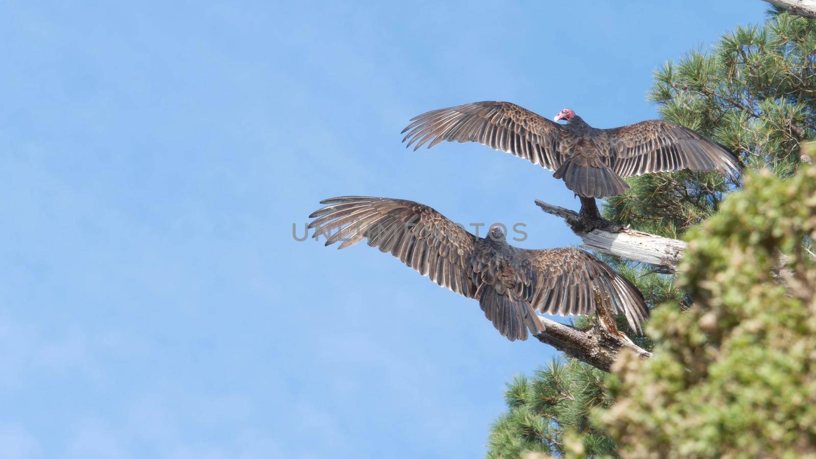 Turkey vulture, scavenger buzzard birds waiting hunting. California wildlife USA by DogoraSun