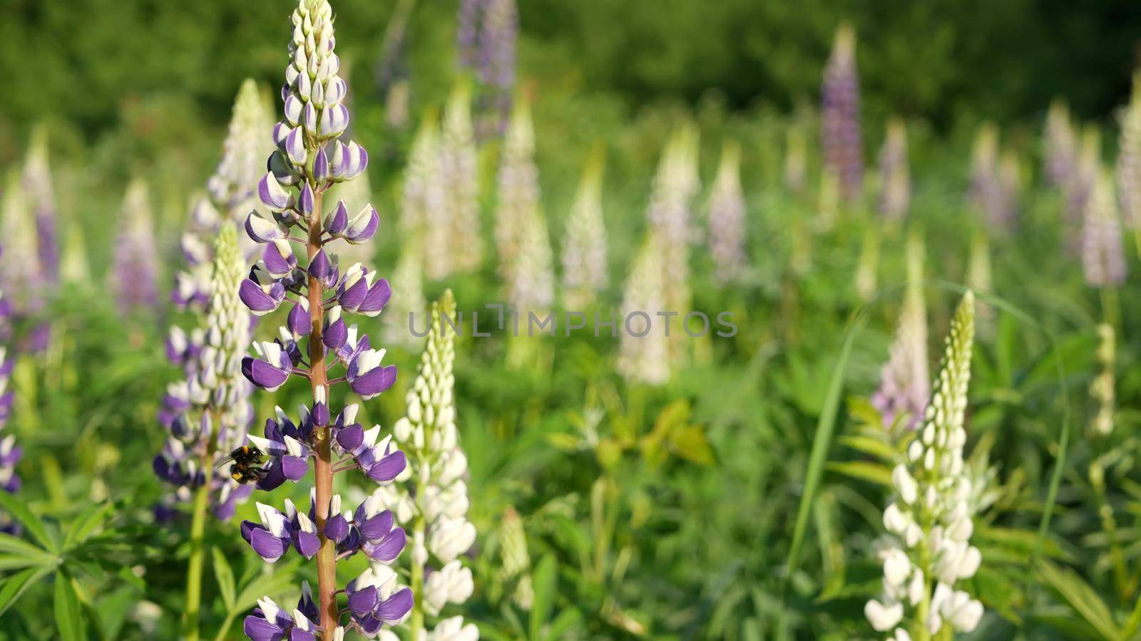Honey bee pollinating violet lupin wildflowers on meadow. Bumblebee, honeybee or apis flying by purple lupine flowers on lawn, field or glade. Insect and lilac lupinus bloom or blossom on spring lea.