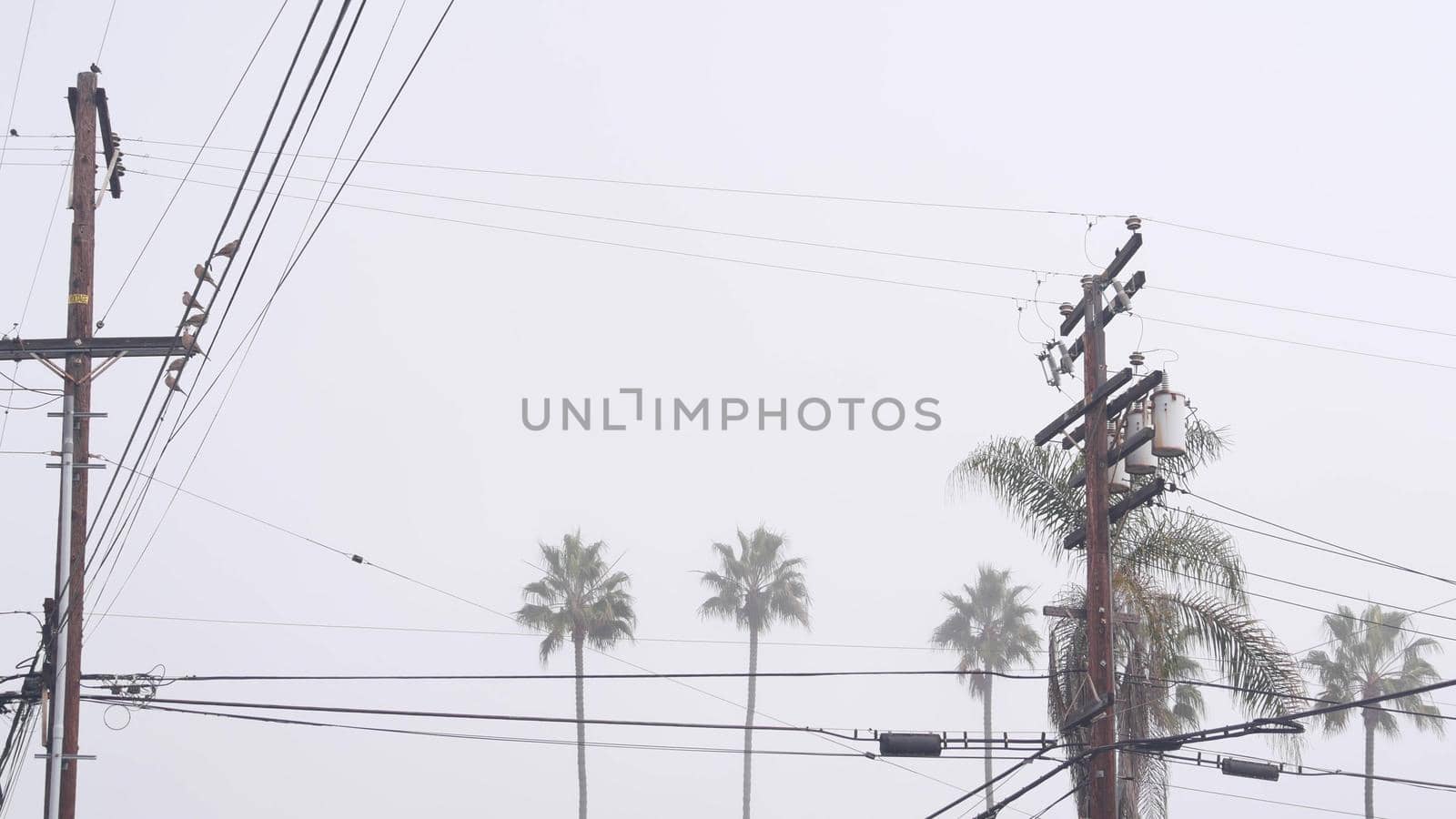 Palm trees in fog on american city street, misty foggy cloudy weather in California, USA. Power wires or lines on wooden pole. Electricity cable on high voltage post. Moody atmosphere, flock of birds.