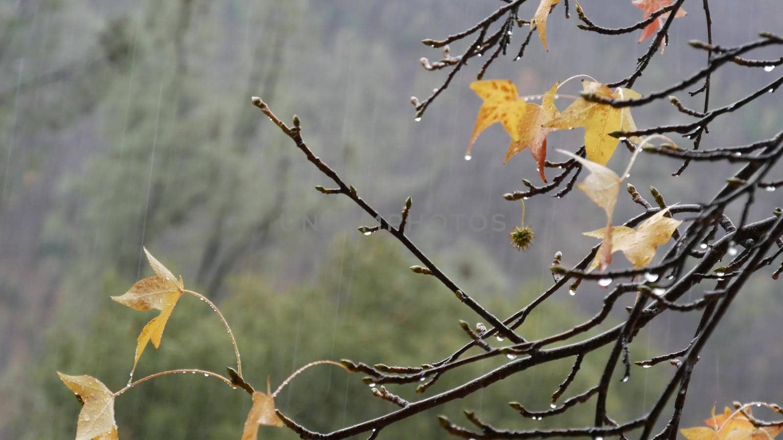 Pouring rain drops, yellow autumn maple tree leaves. Water droplets of downpour. by DogoraSun