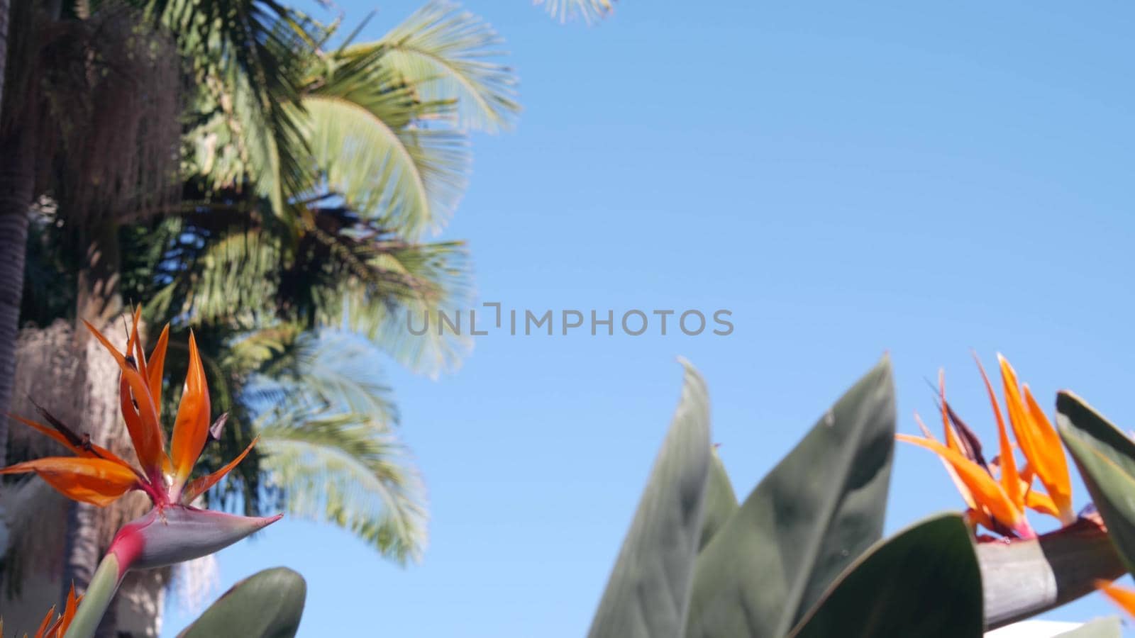 Strelitzia bird of paradise orange flower bloom, crane flower inflorescence, exotic tropical blossom in sunny garden. California flora, USA. Botanical floral background, palm tree, blue clear sky.