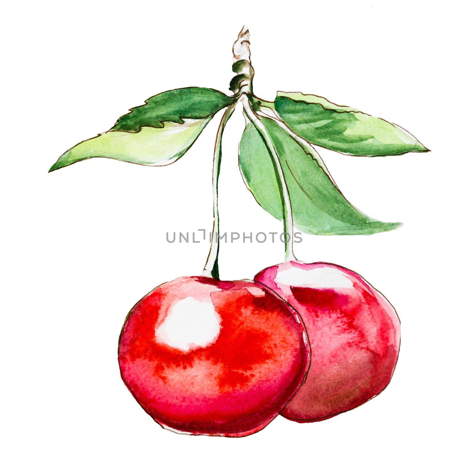 Hand drawn watercolor painting cherry isolated on white background