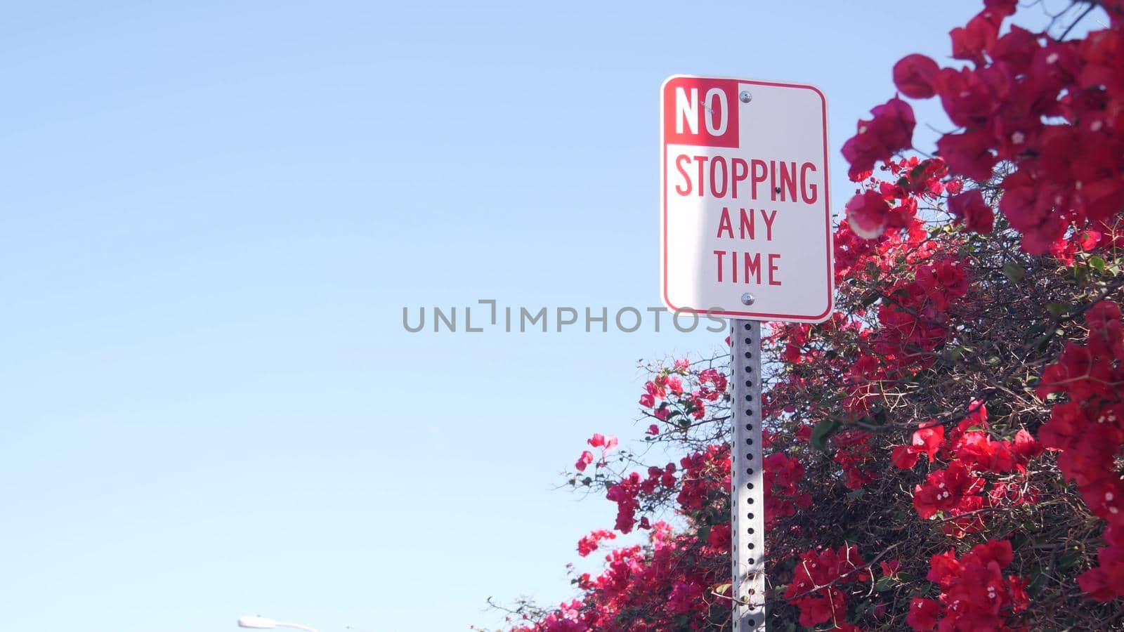 No stopping any time road sign on roadside, California city street, USA. Red flowers of bougainvillea plant, crimson floral blossom or bloom, blue sky. No parking traffic signage in America. Road trip