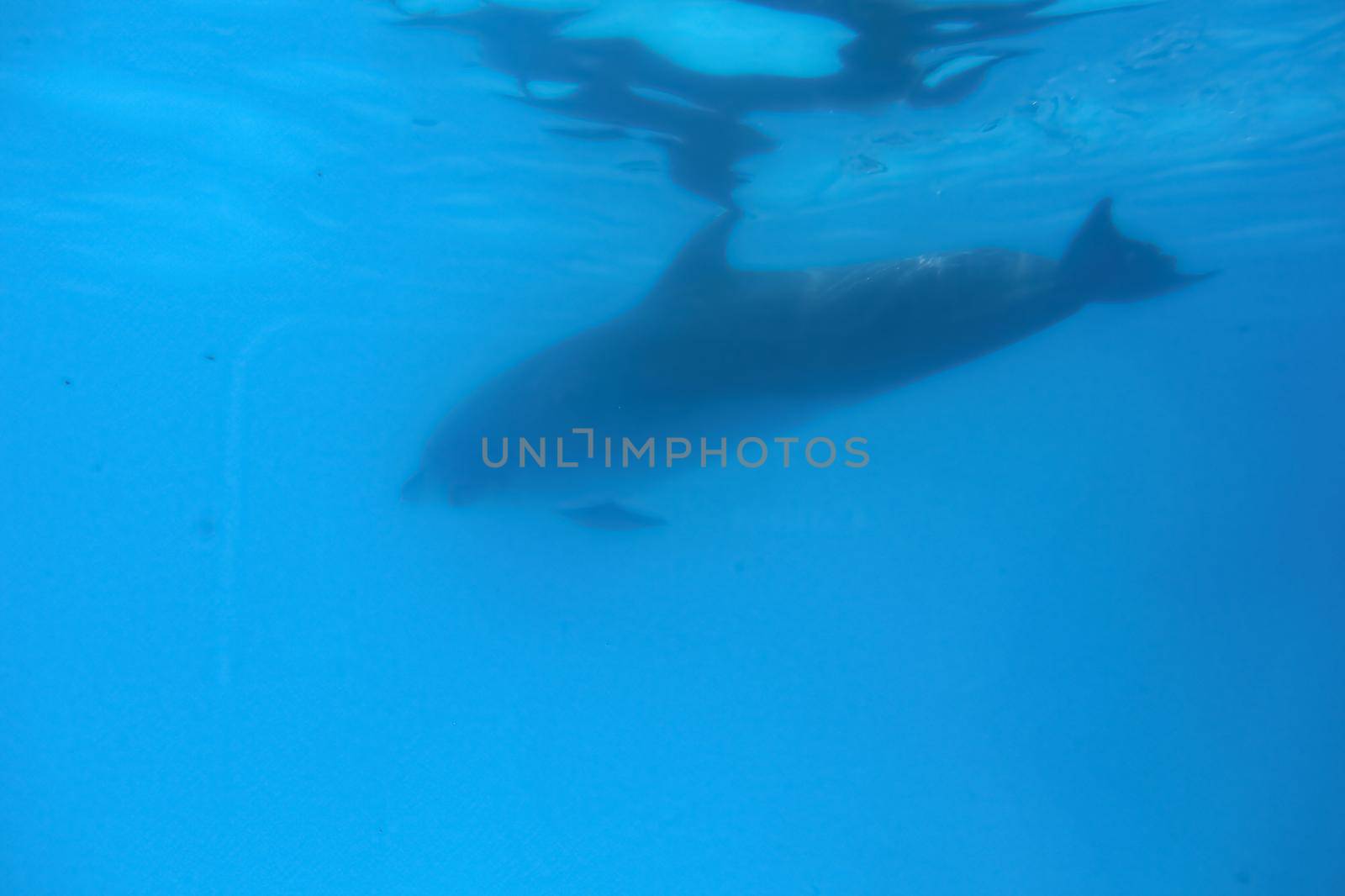 Dolphin underwater swimming in the blue depths of the dolphinarium pool by mr-tigga