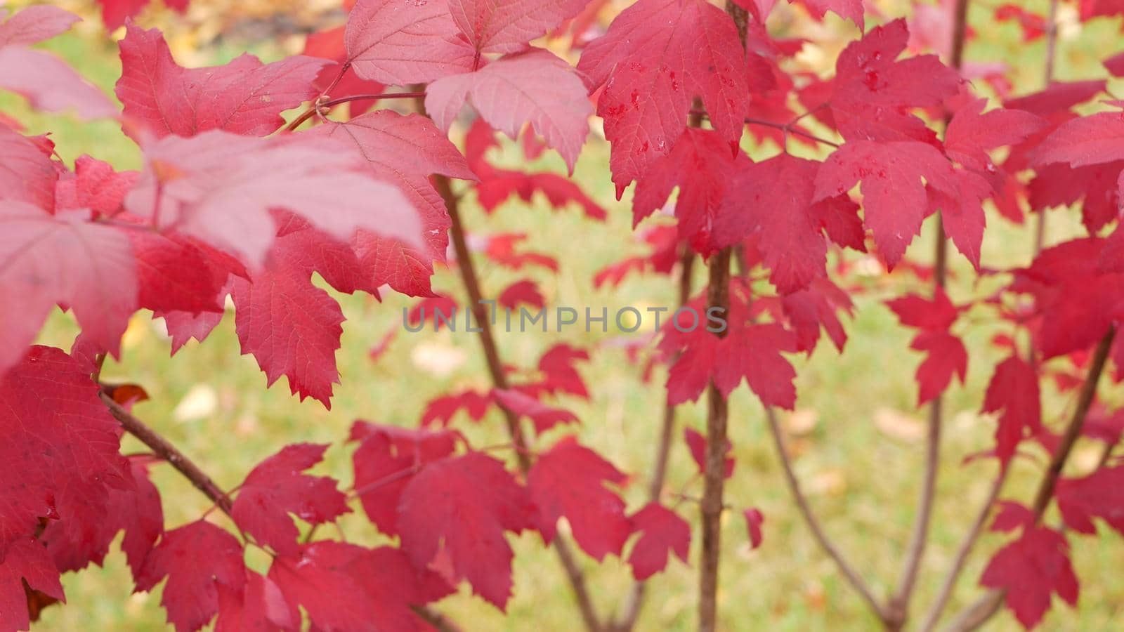 Red autumn maple leaves tree branch. Vivid fall leaf in forest or woods. by DogoraSun