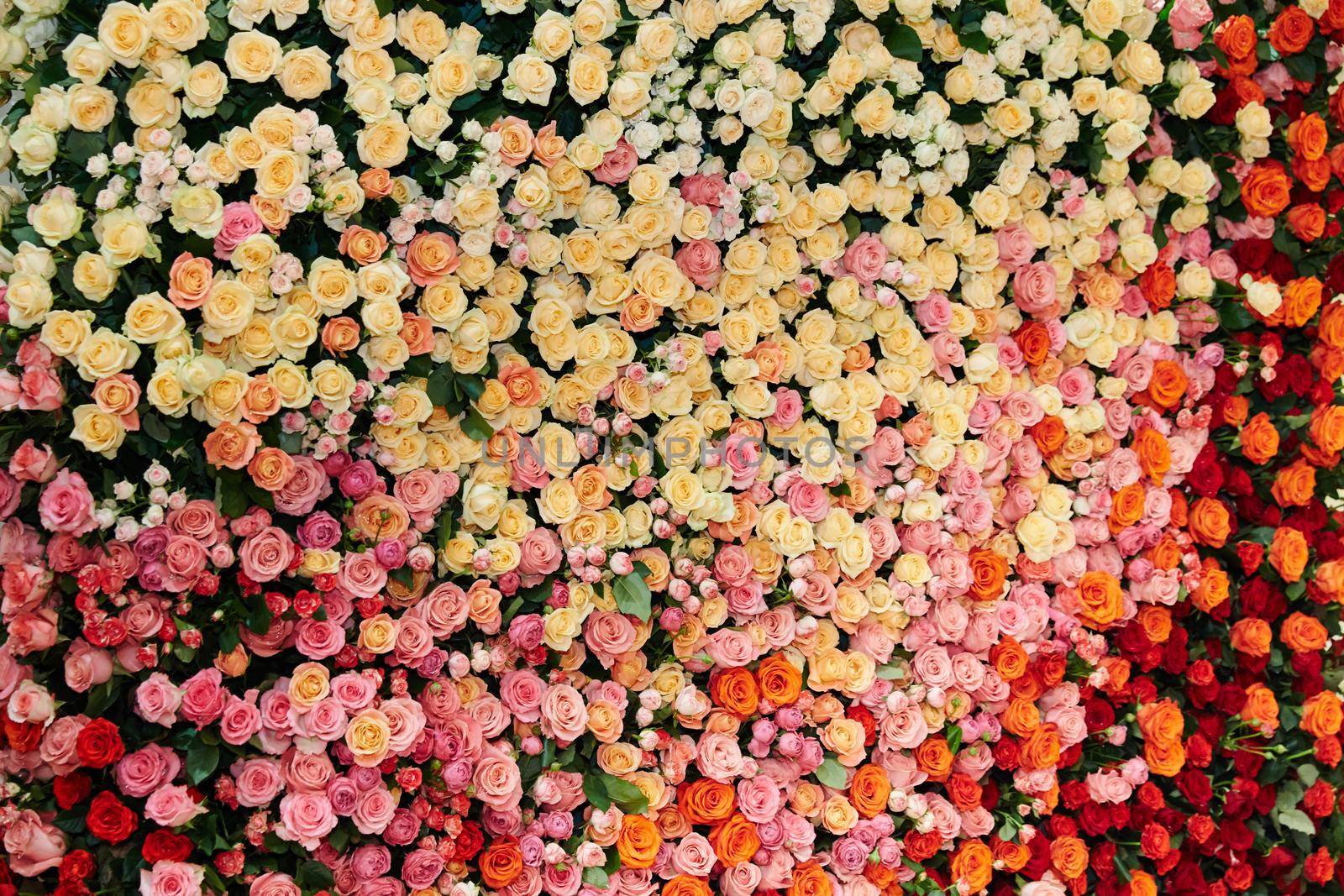 The Great Wall of roses of different colors and sizes, yellow roses, red, white, pink, maroon, orange, beige, background, desktop wallpaper, volume. High quality photo