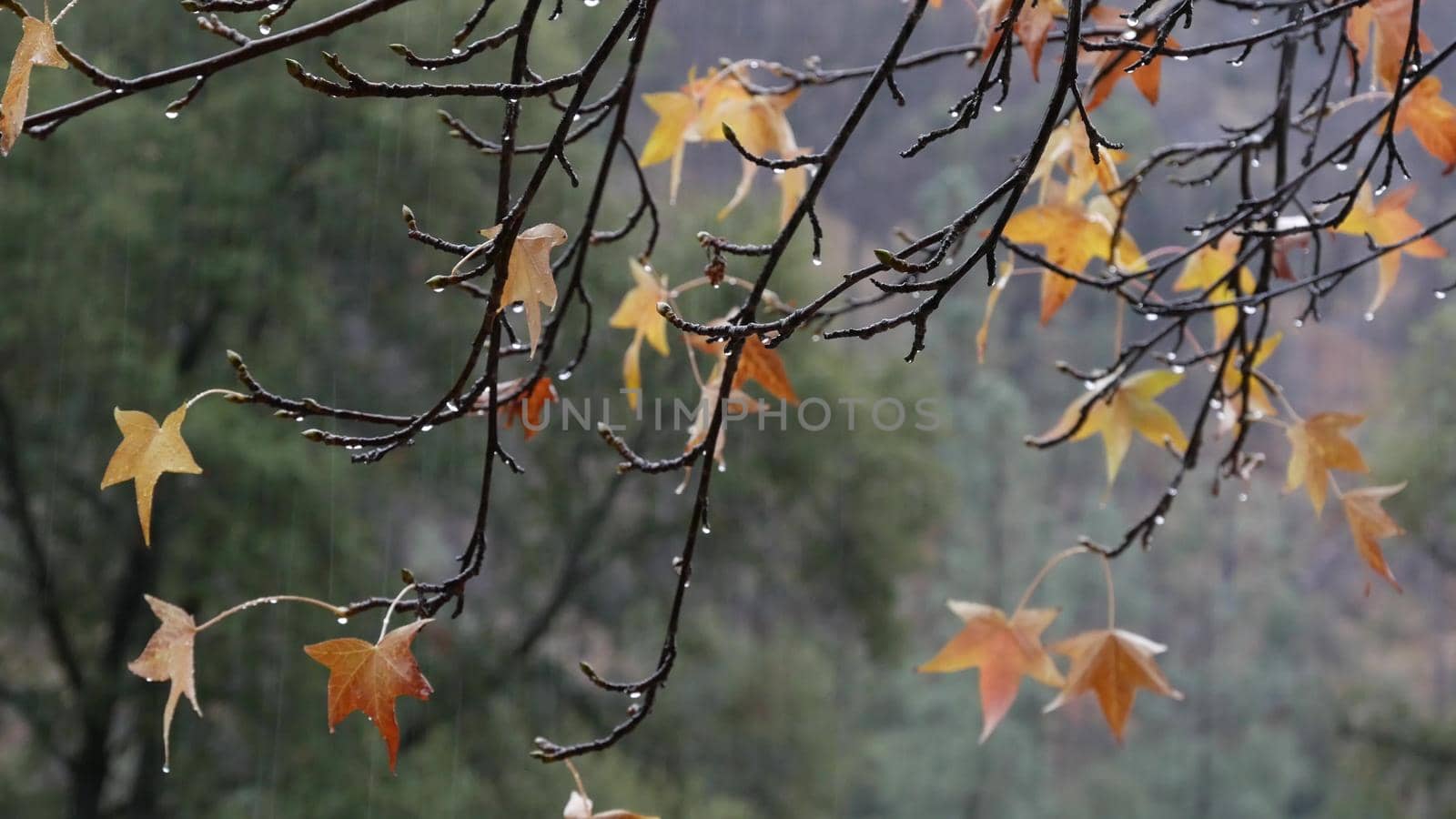 Pouring rain drops, yellow autumn maple tree leaves. Water droplets of downpour. by DogoraSun