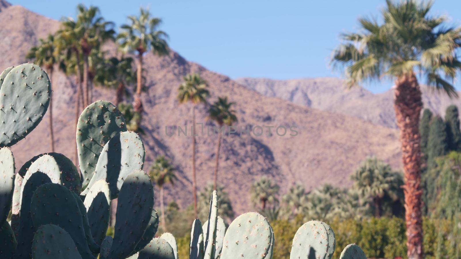 Palm trees, cactus, mountains, California valley nature. Arid desert oasis flora by DogoraSun
