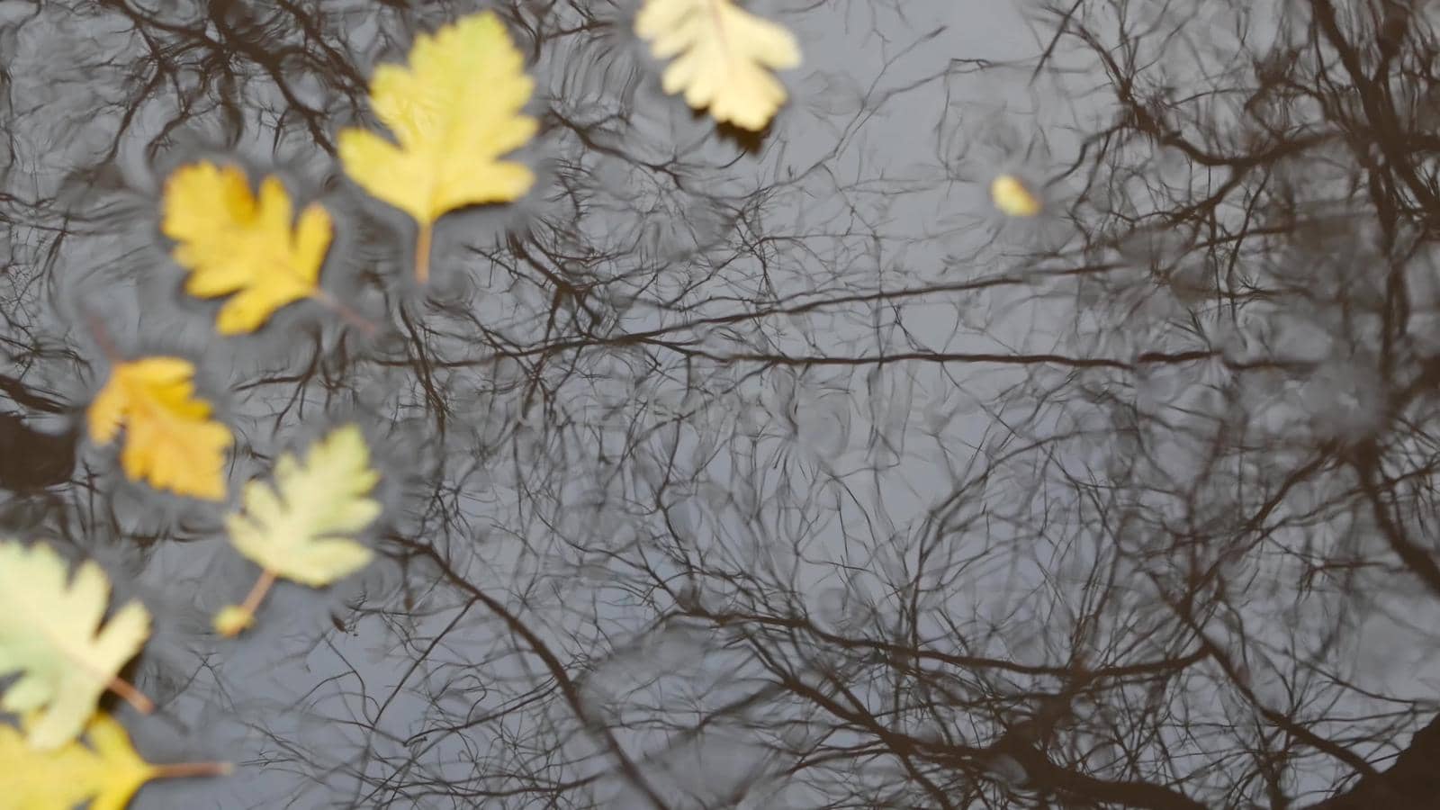 Yellow autumn fallen oak leaves, puddle on grey asphalt. Fall bare leafless tree by DogoraSun