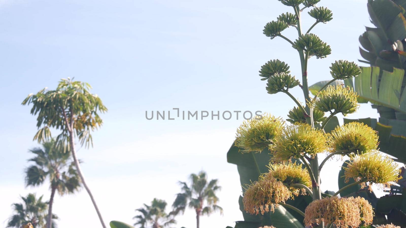Yellow agave or aloe exotic flower panicle, century or sentry plant bloom, succulent blossom or inflorescence. Blue clear sunny summer sky, flowering maguey and palm tree, California flora, USA garden
