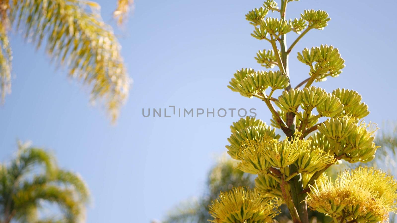 Yellow agave or aloe exotic flower panicle, century or sentry plant bloom, succulent blossom or inflorescence. Blue clear sunny summer sky, flowering maguey and palm tree, California flora, USA garden