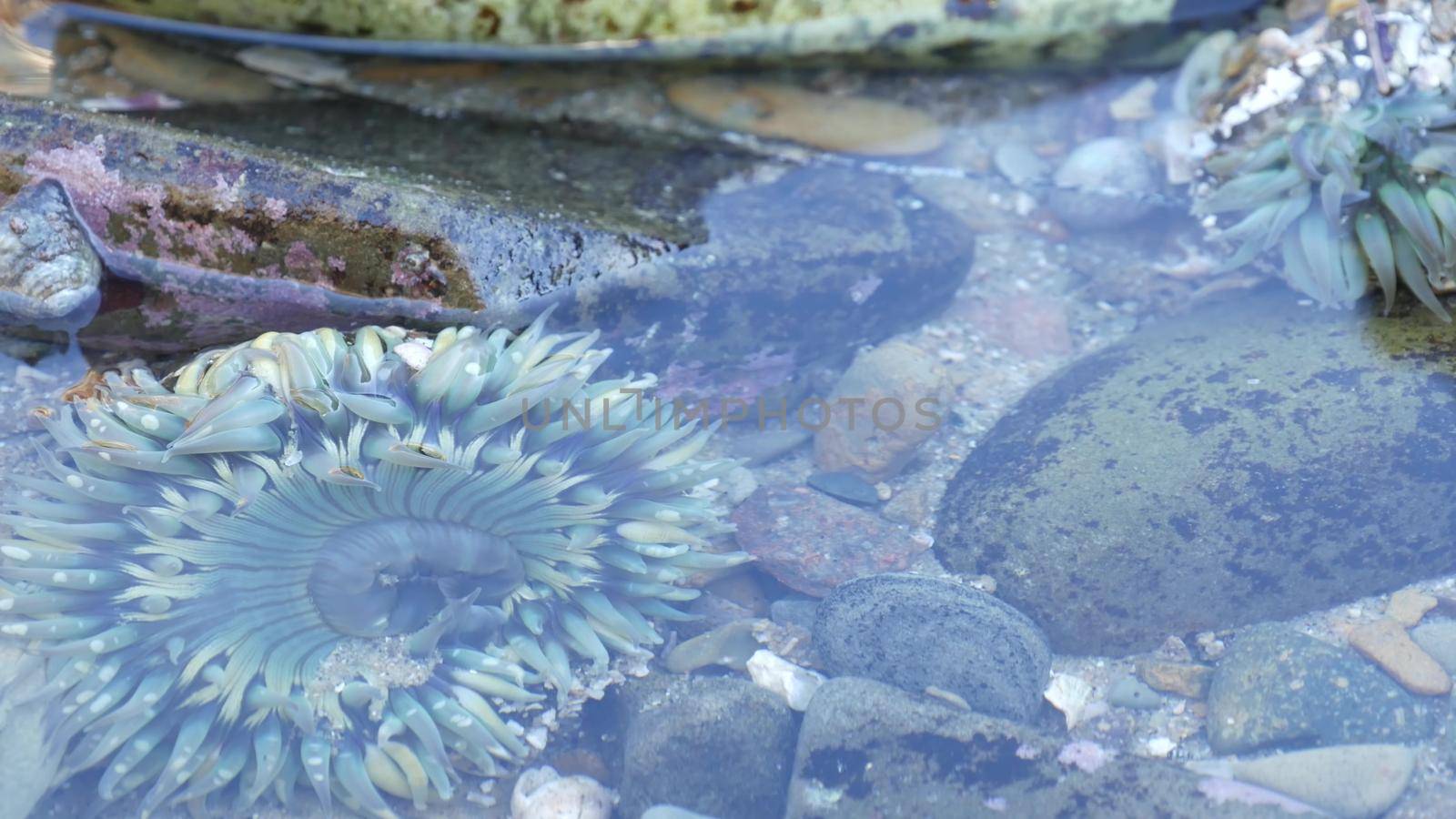 Sea anemone tentacles in tide pool water, anemones in tidepool. Actiniaria polyp by DogoraSun