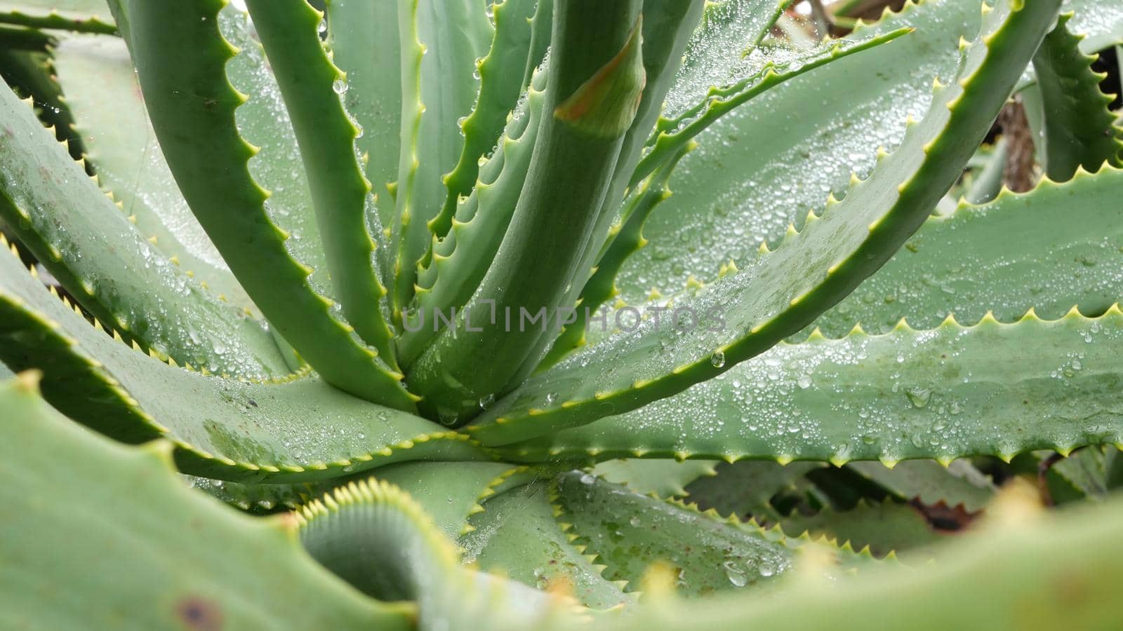 Aloe vera, dew or rain water drops, fresh juicy wet moist succulent plant leaves by DogoraSun