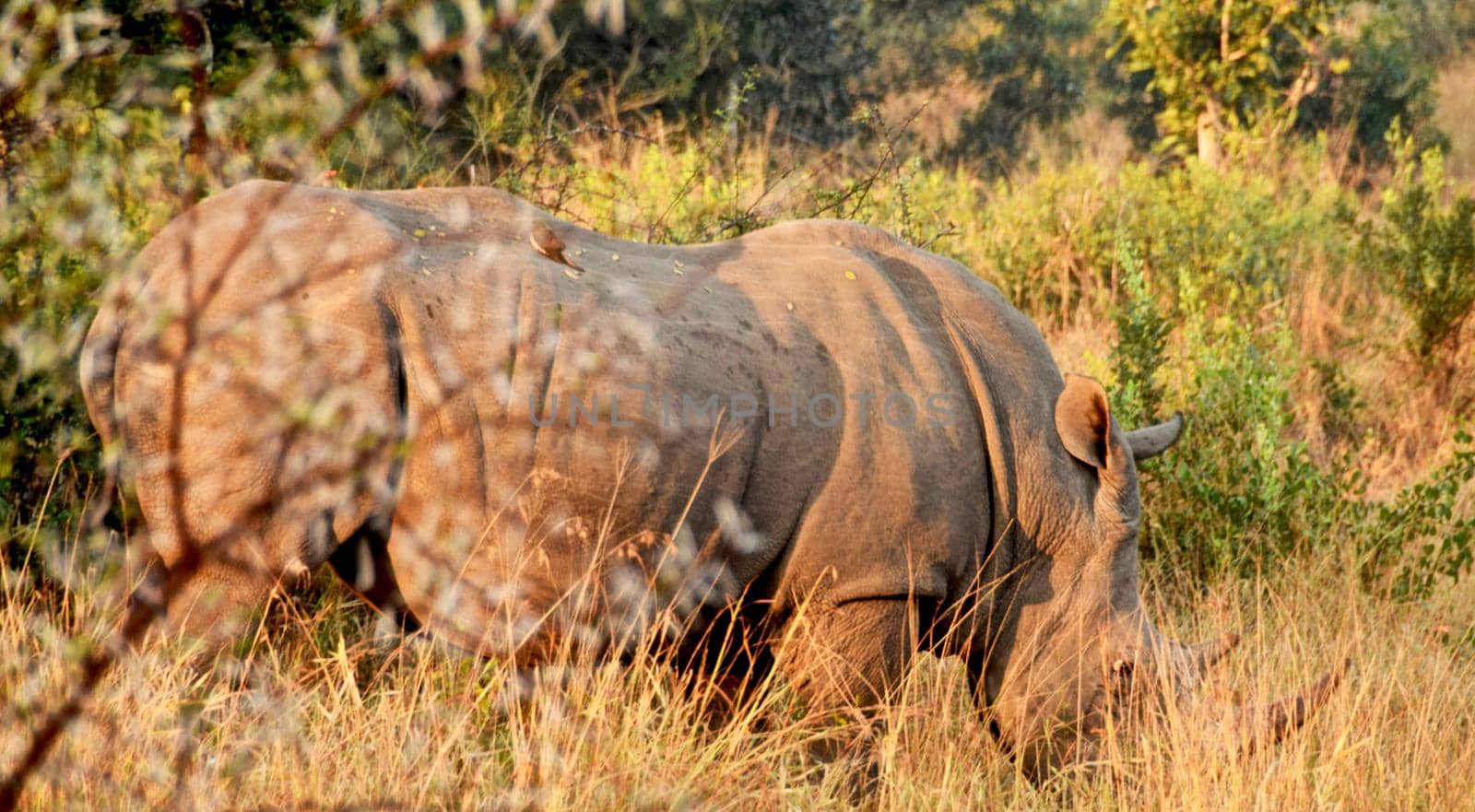Beautiful Wild animal  in the nature