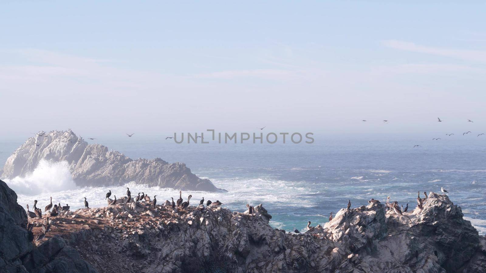 Flock of brown pelicans on cliff, rocky island in ocean, Point Lobos landscape, Monterey wildlife, California coast, USA. Big waves crashing, birds flying. Many pelecanus nesting, wild animals colony.