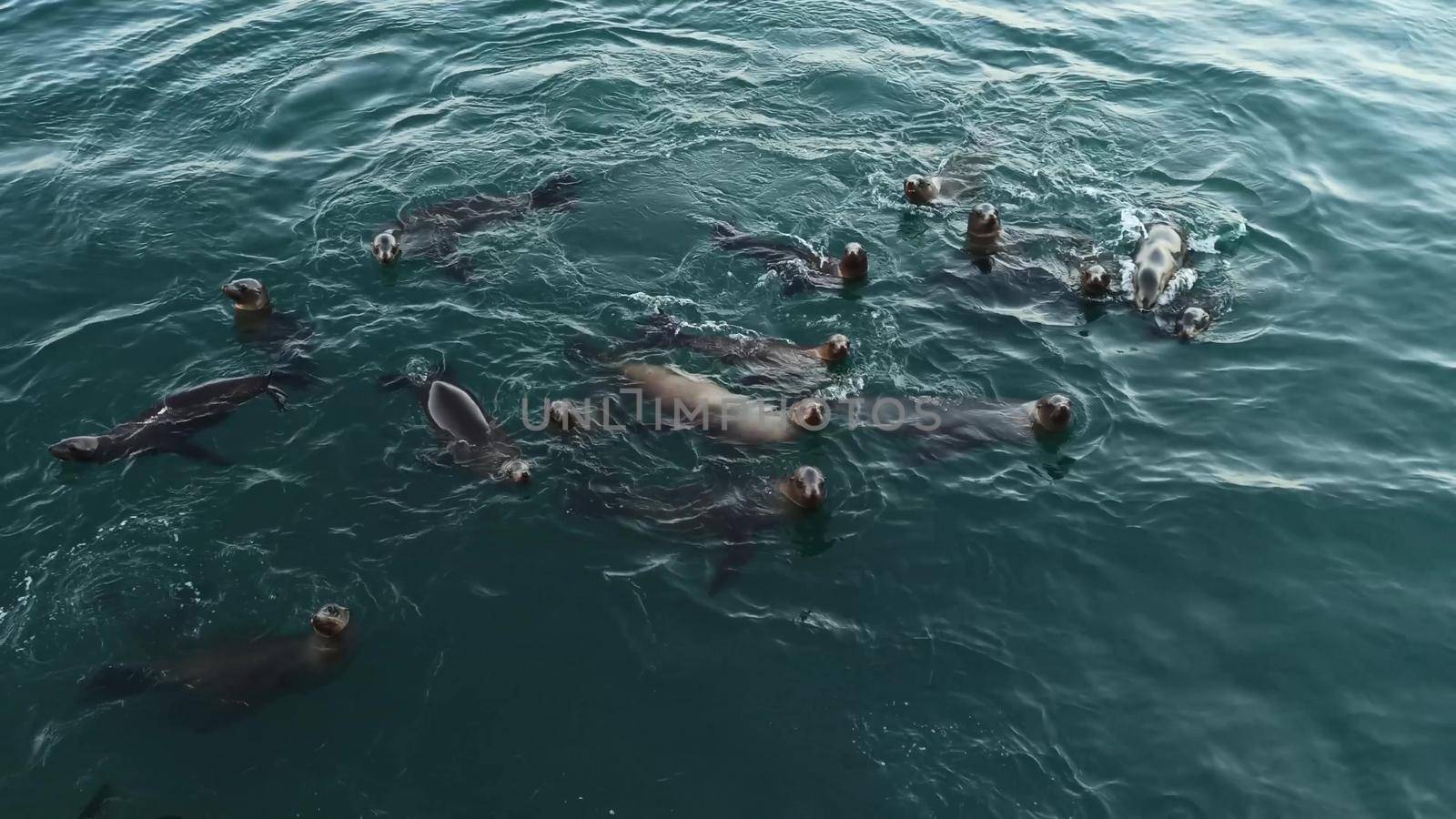 Wild cute seals colony or sea lions herd swimming in ocean water, playful funny behavior. Many marine animals in freedom dive underwater, view from above, Monterey pier, California coast wildlife, USA
