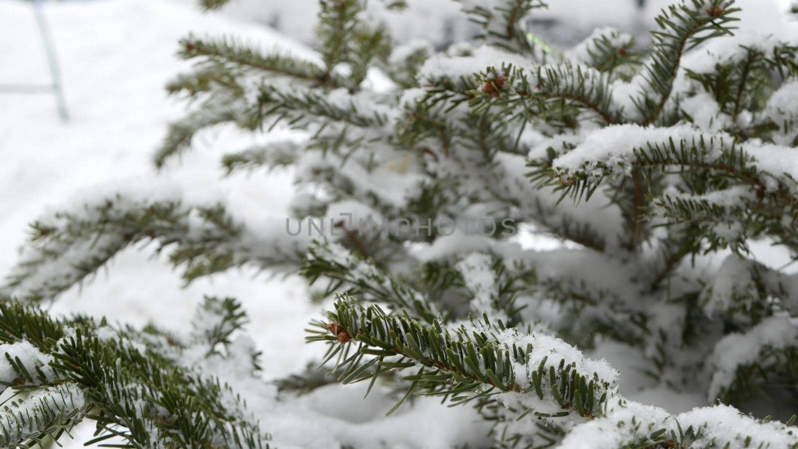 Spruce, pine or fir in snow flakes, snowflakes falling on conifer Christmas tree by DogoraSun