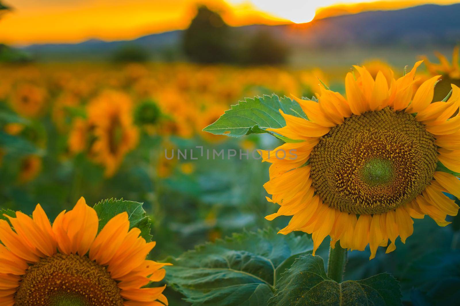 Close up of flowers beautiful field of sunflowers at sunset on a summer day