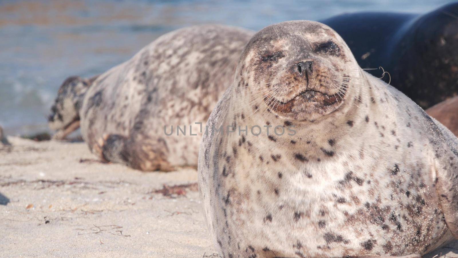 Cute wild spotted fur seal, pacific harbor sea lion resting, sandy ocean beach, La Jolla wildlife, California coast, USA. Young marine animal crawling in freedom or natural habitat bysea water waves.