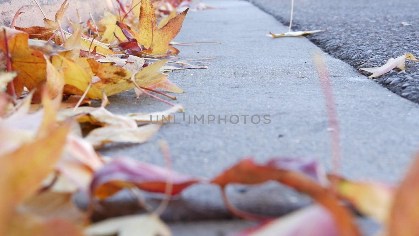 Dry yellow autumn fallen maple leaves on ground of american city street by curb. Low angle view close up of orange fall leaf lying in wind breeze on roadside by pavement. Sidewalk in USA in october.