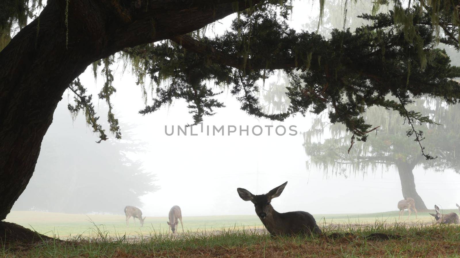 Wild young fawn deer, family grazing, cypress tree in foggy forest. California. by DogoraSun