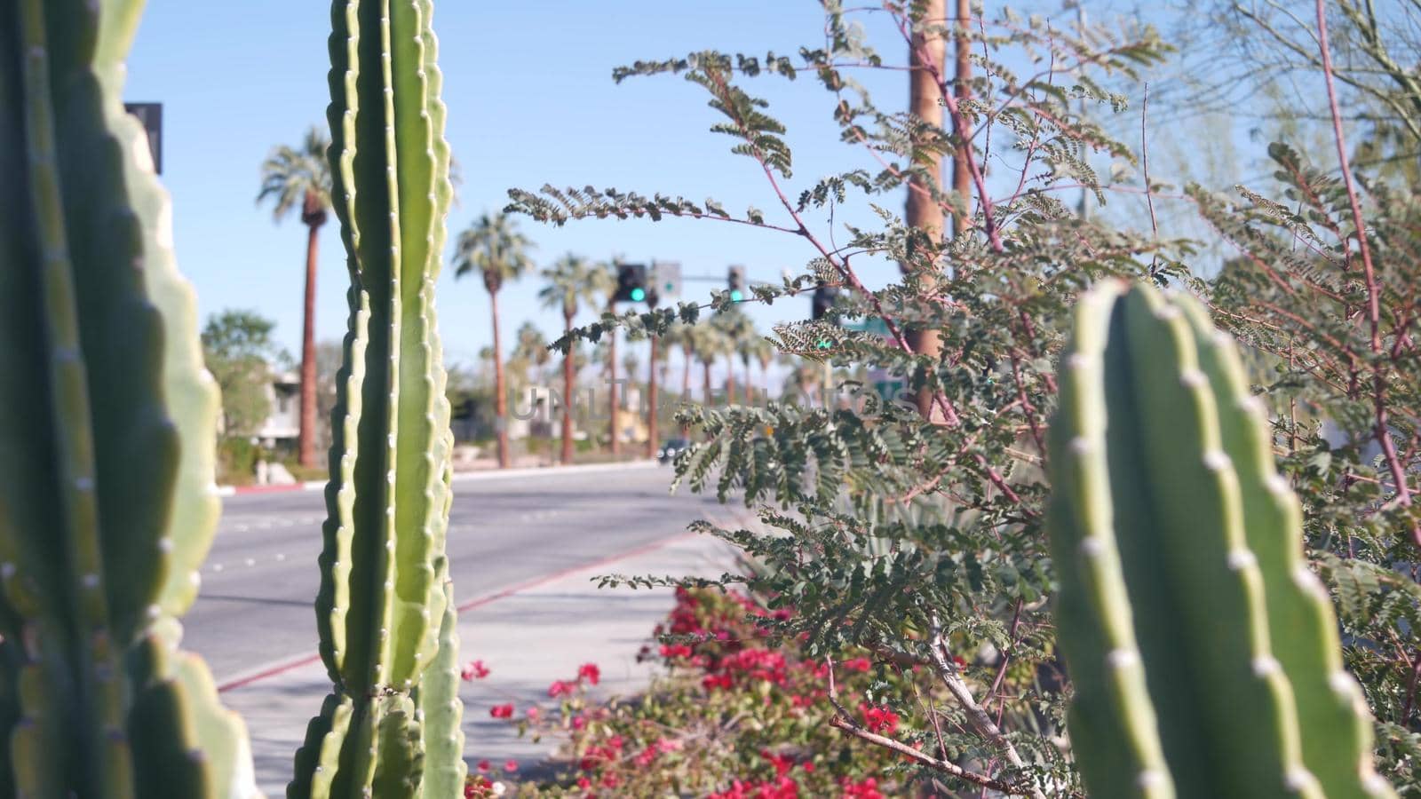 Palm trees, flowers and cactus, Palm Springs city street, California road trip. by DogoraSun